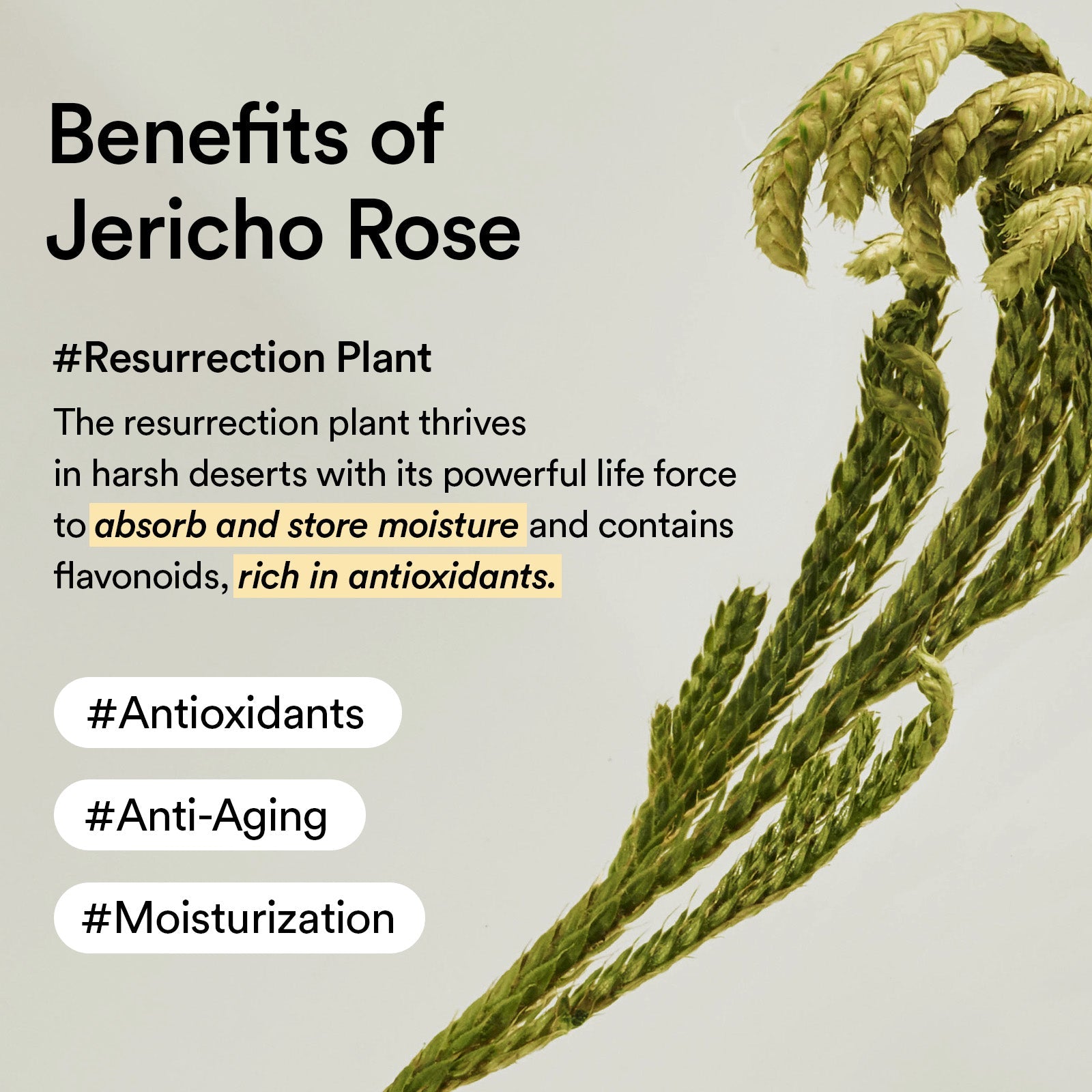 abib collagen eye creme jericho rose tube 30ml